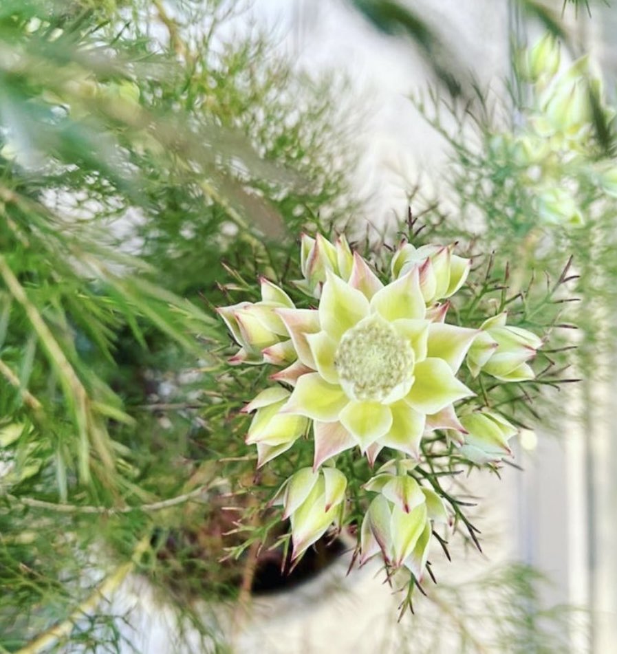 銀座ロフト 1階 The Farm Universal 花嫁のブーケ セルリア 頬を染める花嫁 という意味を持つ セルリア ブラッシングブライト イギリスのダイアナ妃の ウェディングブーケに 使われたことで一躍有名になった ネイティブフラワーです くわしく 銀座ロフト 1階 The Farm Universal 花嫁のブーケ セルリア 頬を染める花嫁 という意味を持つ セルリア ブラッシングブライト イギリスのダイアナ妃の ウェディングブーケに 使われたことで一躍有名になった ネイティブフラワーです くわしく