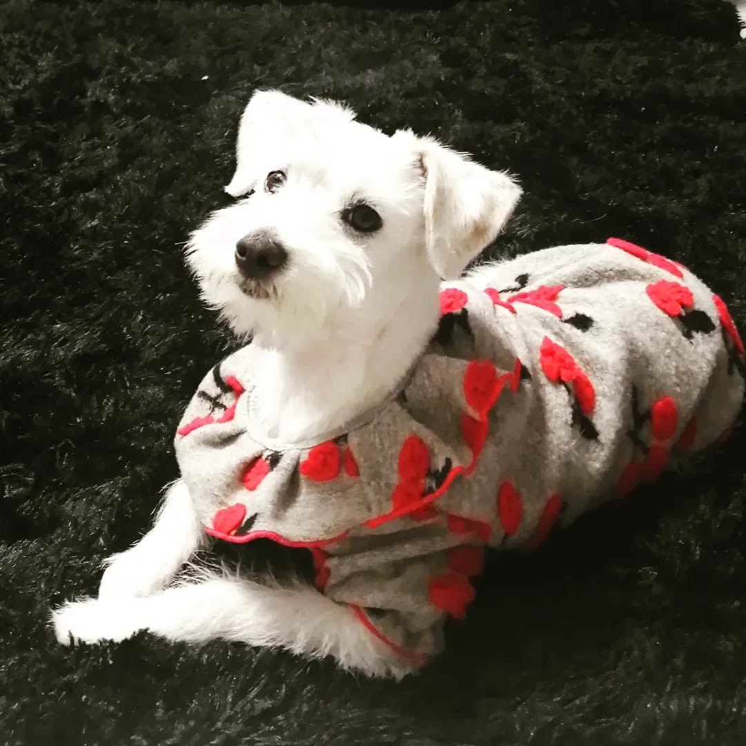 FCF_mx's tweet photo. Amigos los fríos 🌬y luego las ⛈ nada más traen en jaque a nuestros peluditos 🐱🐶 por lo que tenemos unos lindos suetercitos disponibles para que vayan a decirle a sus Karensss… https://t.co/5lKkTUPiKr