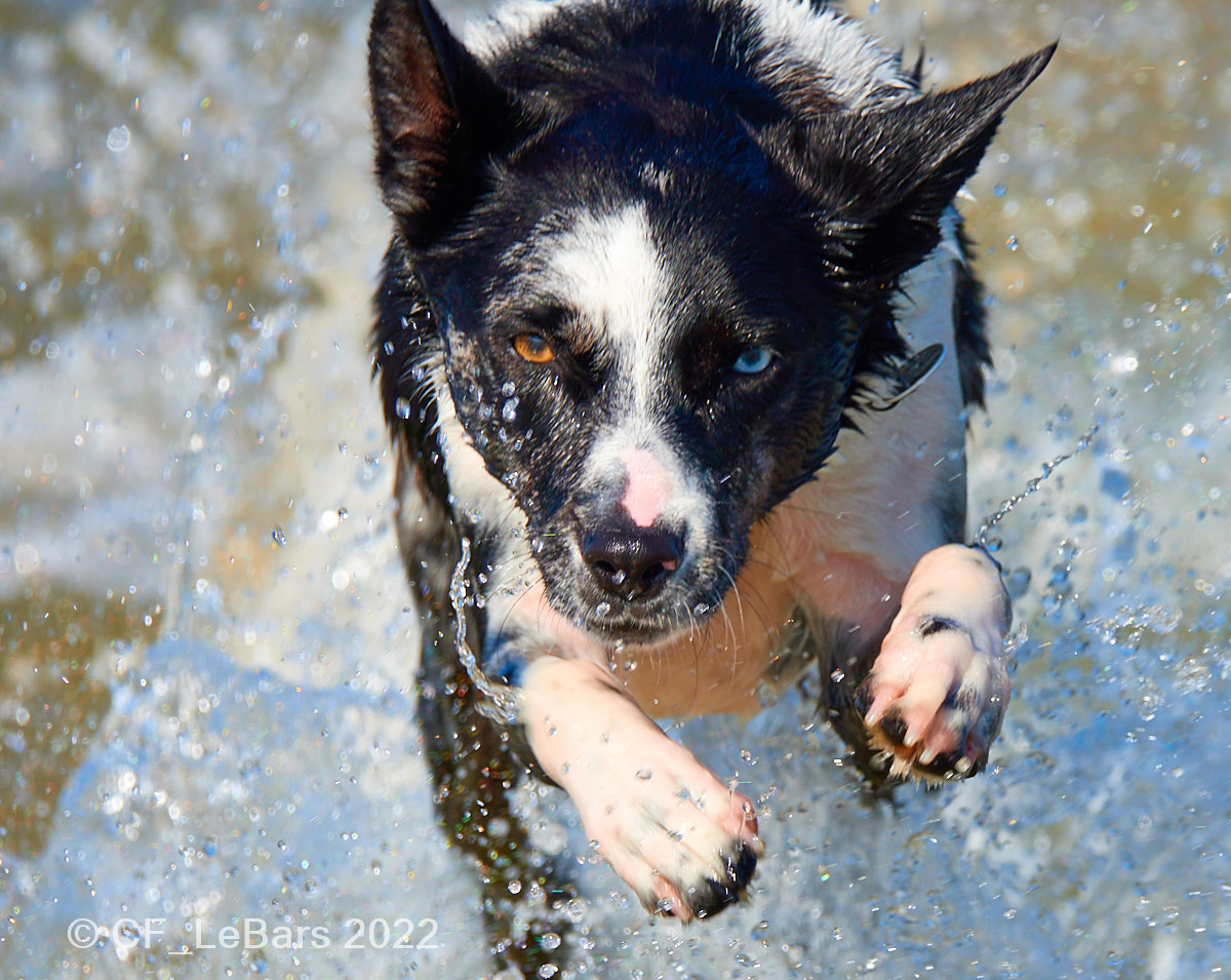 Hepsta&Leeloo 🐶🐶 tweet media
