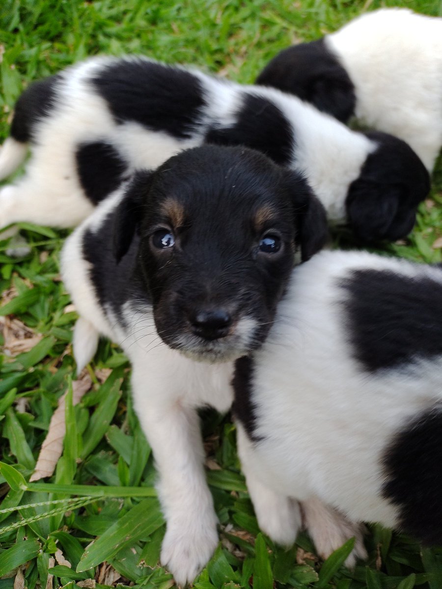 1moura_'s tweet photo. DOA-SE DOGUINHOS 🐶

Doa-se 6 filhotes com 30 dias, porte médio, vira lata Premium (🐶).

Obs: os pais são brincalhões, espertos e super carinhosos. Então, possivelmente sigam o mesmo caminho (😂).

* Adote com responsabilidade!

* Podemos realizar a entrega 🚘

***Da um #rt aí https://t.co/9GX8ca01RQ