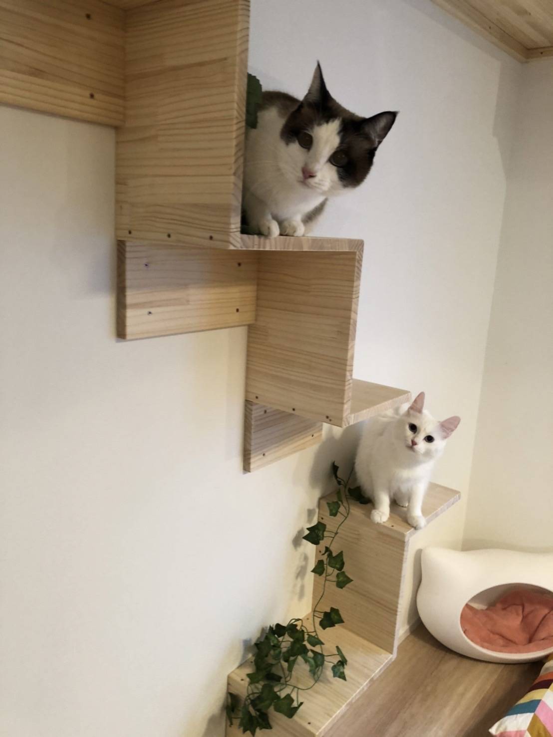 Tweets With Replies By 猫専門アパートメント Catcasakiyose Twitter