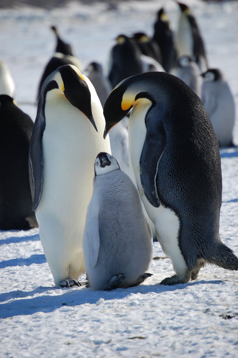 We at the IUCN Penguin Specialist Group are honored to share with you our expertise about penguins on #PenguinAwarenessDay... and EVERY DAY.

And when in doubt? Check out our website! penguinsg.org

Pic J Pennycook