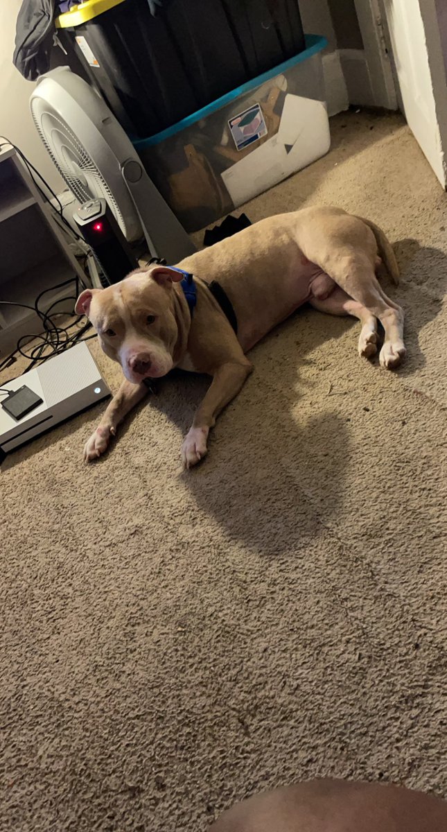 Fantasyy__Landd's tweet photo. I Love You Truth 💙💙💙💔💔💔 Ill Miss U Even More #MySonSon #BigTruth #MyBaby https://t.co/uOHNL5w1KU