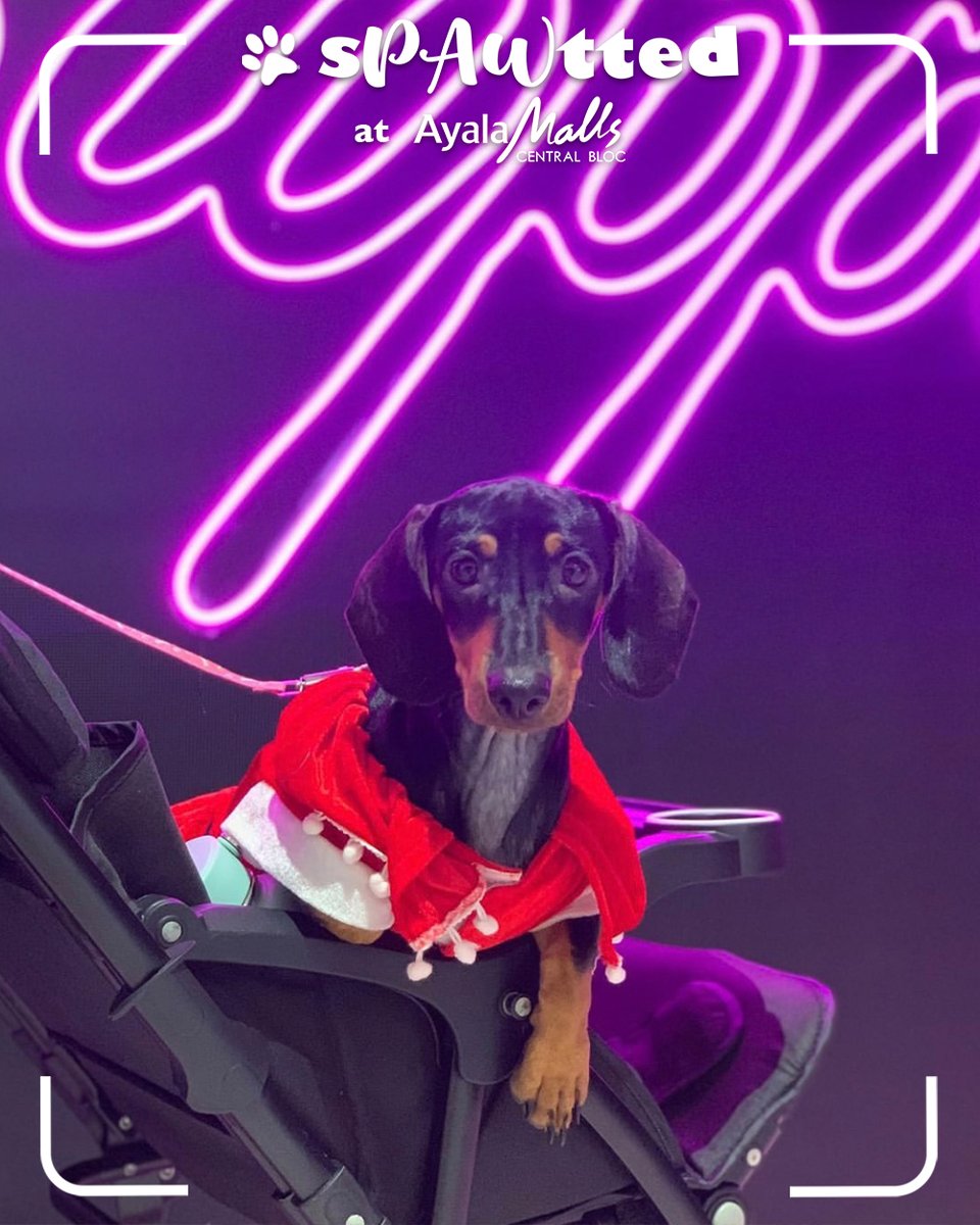 It’s PAWty time! Bring the little pooch out for a funday with the whole family at Ayala Malls Central Bloc! Don’t forget to take a photo and tag us like @drunkenqueenpaws and get Spawtted!