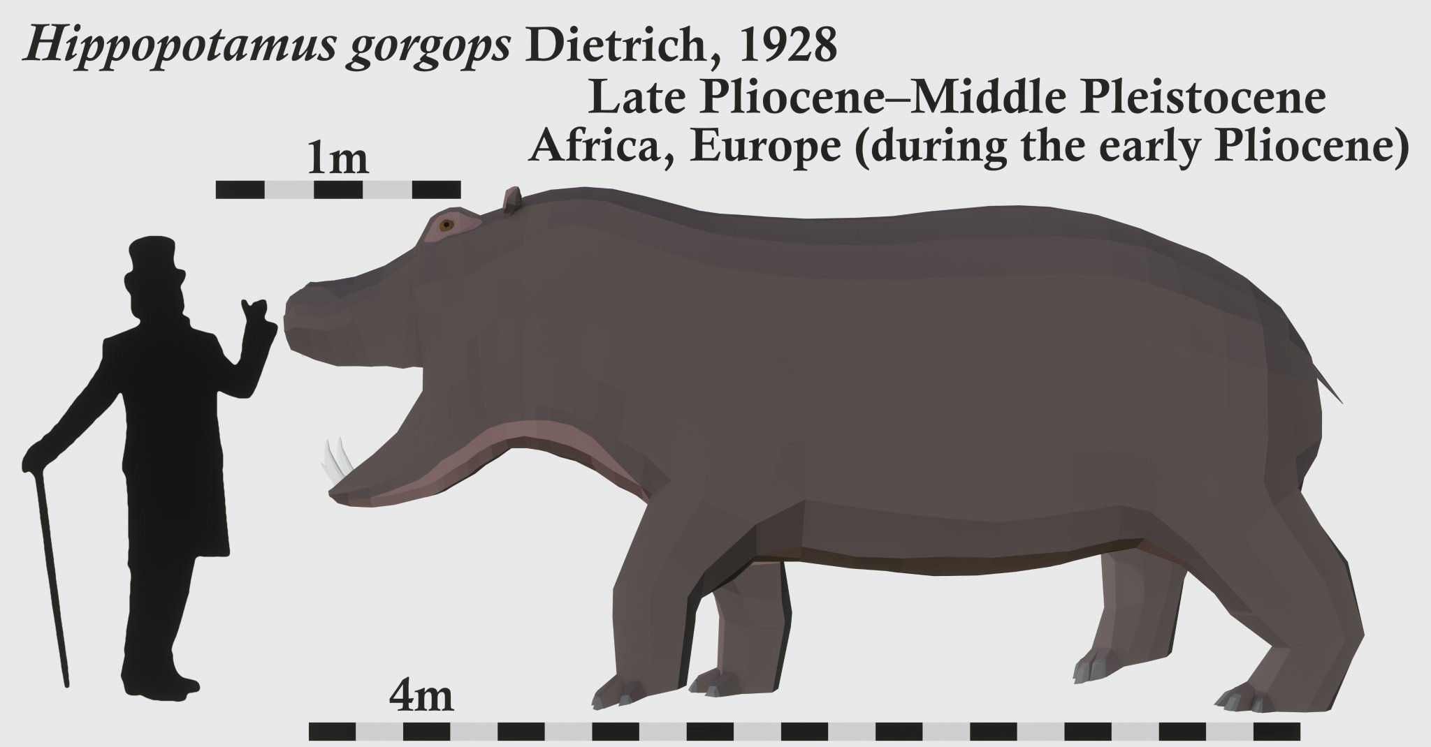 🦕🕸️Gabi🕸️🦕 on Twitter: "Hippopotamus gorgops, the largest hippopotamus