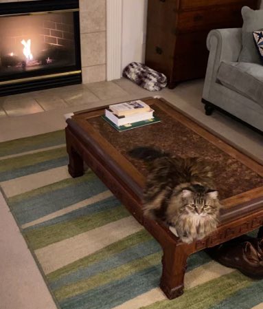 Olive73522939's tweet photo. Can you even see me in this pic? I am camouflaged on the table! Photo by human bro for Olive🫒 modeling agency. Happy Tuesday! 

#CatsOfTwitter #CatsOnTwitter #cats #Olive🫒 #fluffy #camoflaged #TuesdayFeeling #modellife https://t.co/OHWTO8eGuC