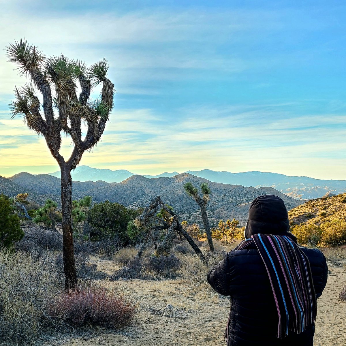 Wild Spirit Traveler tweet media