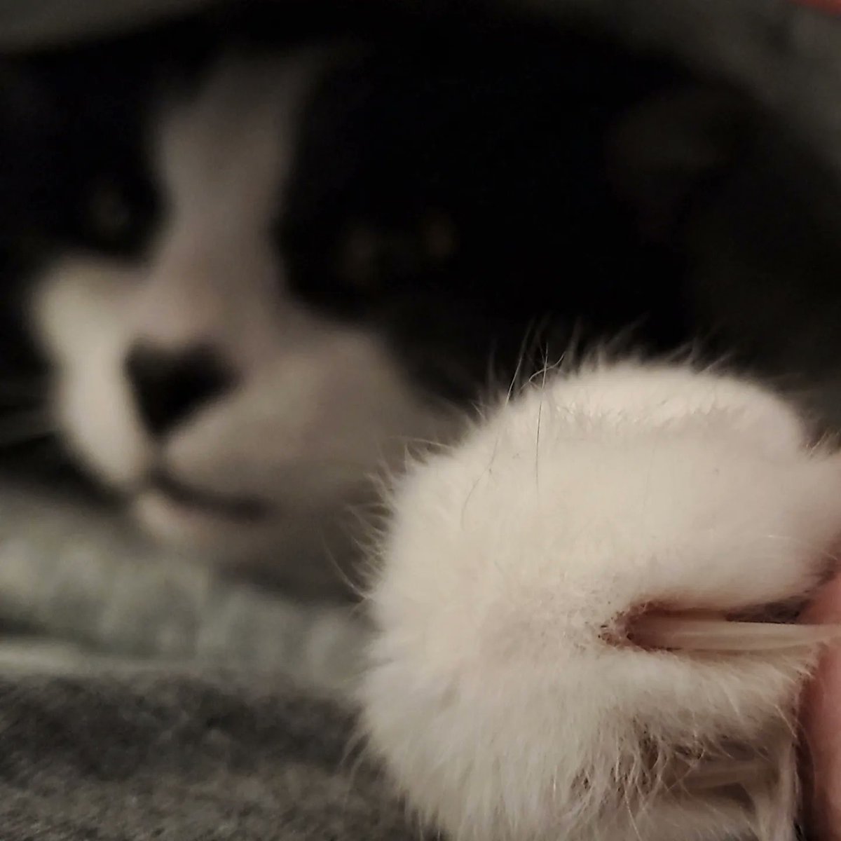 Preyslie's tweet image. 