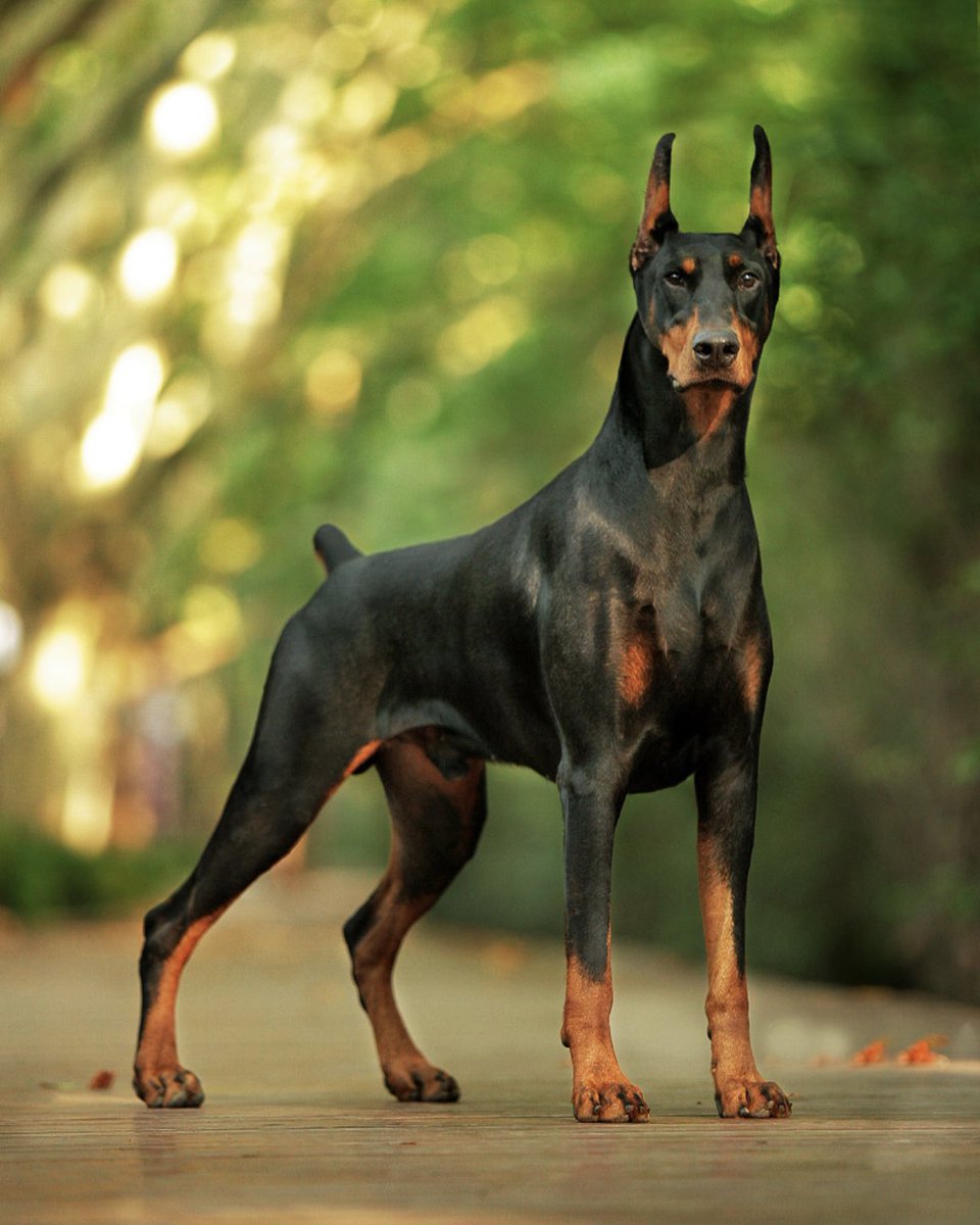 Psparkles06's tweet photo. If @carlradke were a dog, he’d be a Doberman for sure. Also, I love him. And I extra love him + @LindsHubbs #summerhouse #bravotv #bestthingaboutjanuary https://t.co/3wRebdFNkl