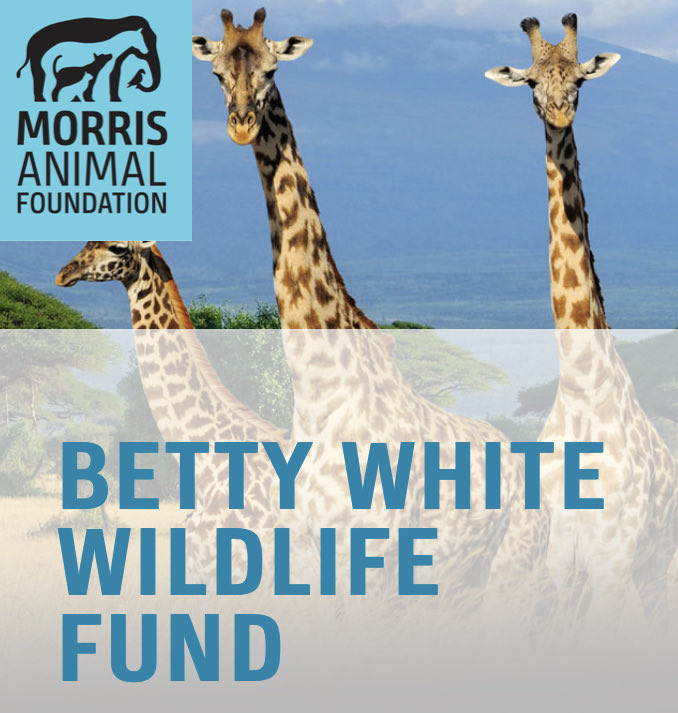 KaeLo2536841's tweet photo. Honor Betty White on what would have been her 100th birthday by donating to a cause she loved. https://t.co/CMR7ABll5c