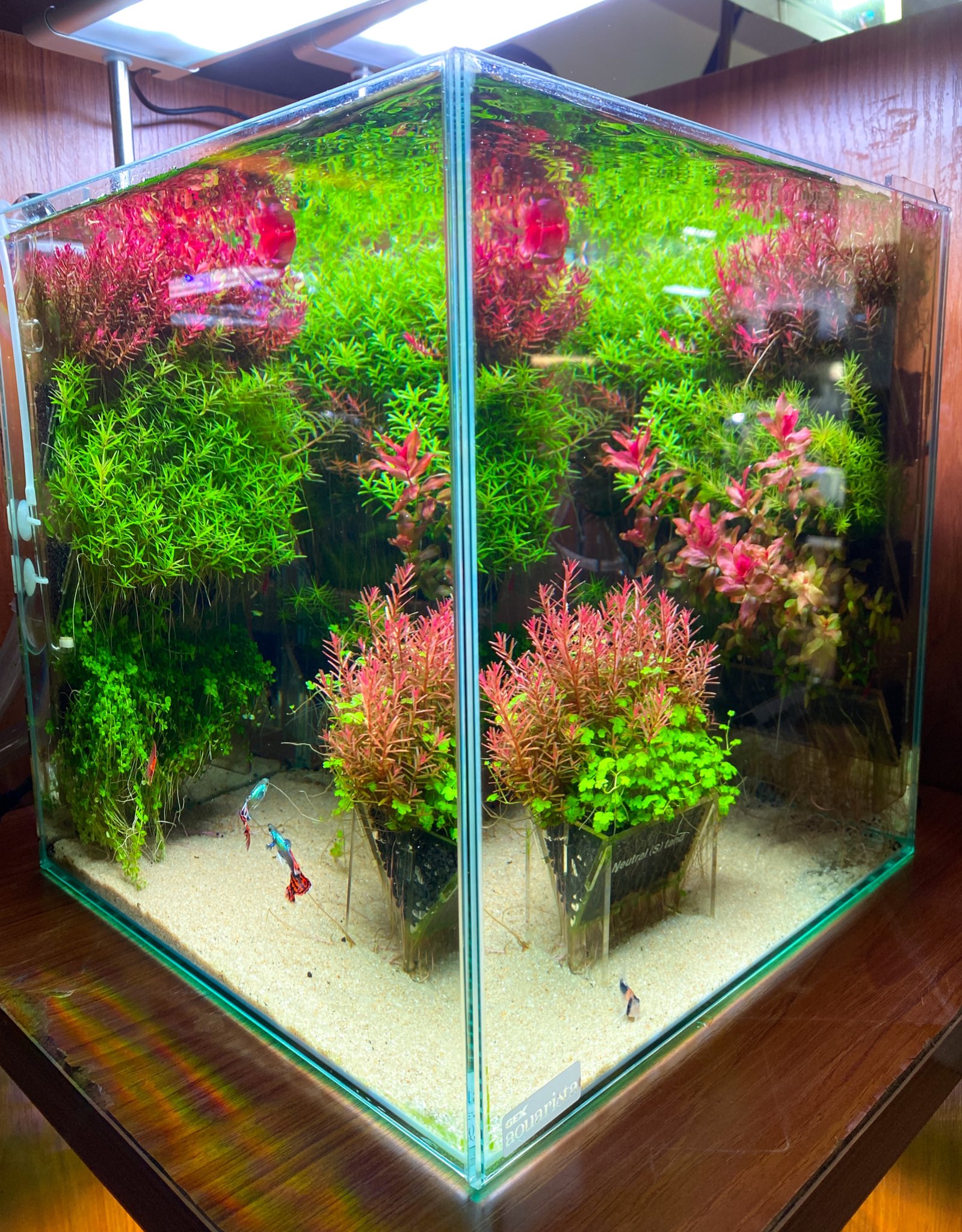 ホワイト系【T-ポイント5倍】 ADA キューブガーデン 36cm 水槽、ADA 株価 ADA アクアスカイ 水槽セット 36cm 魚用品/水草