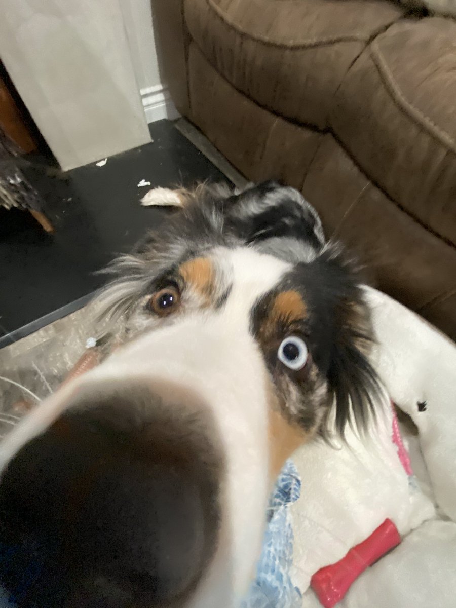 Fuzzboy_'s tweet image. 