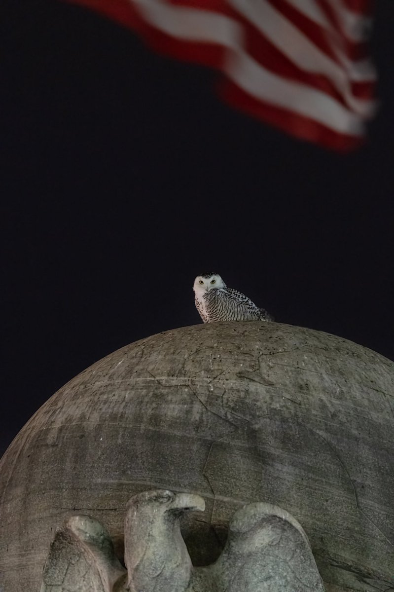 AdamBagun's tweet photo. Snowy Owl tonight in blustery conditions at Union Station in Washington DC @capitalweather https://t.co/YQkN5jNzhP