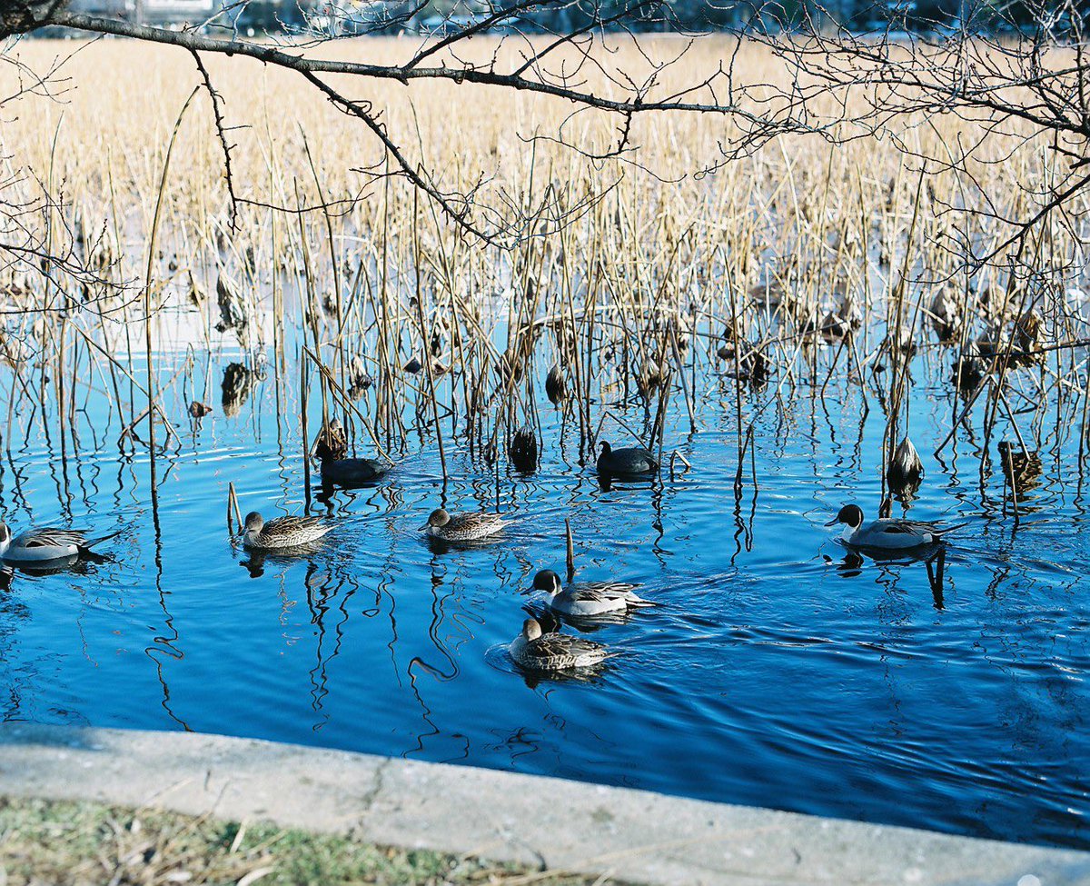 zentanakata's tweet photo. filmphotography https://t.co/xPWZ1zAm9Y