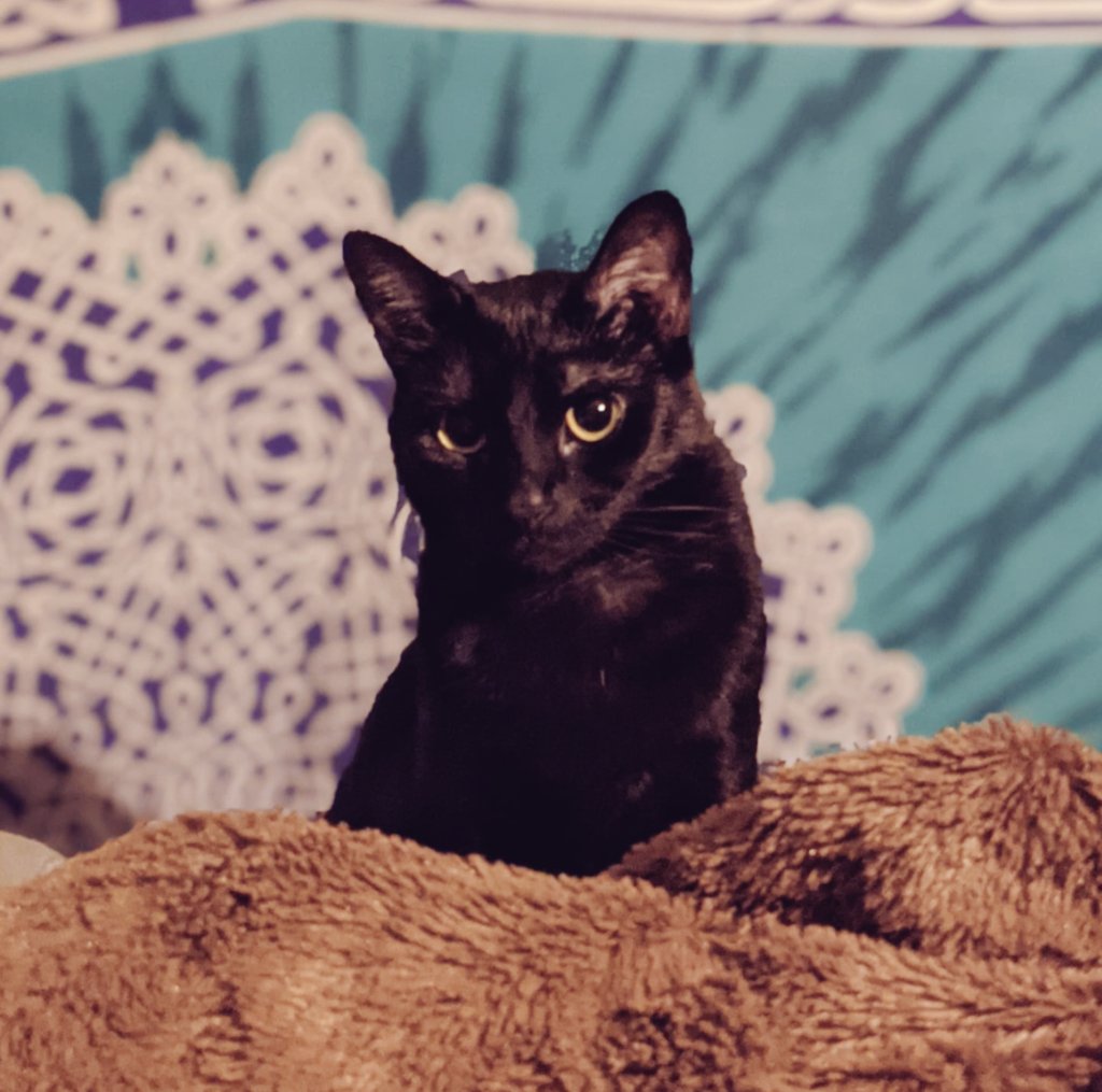 liminaljuniper's tweet image. I love my cat so much she is so wonderful and pure 😭😍

(Yeah yeah it's a full moon and I'm emotional and hurting / vulnerable rn but fuckkkkk she's also the very best girl)