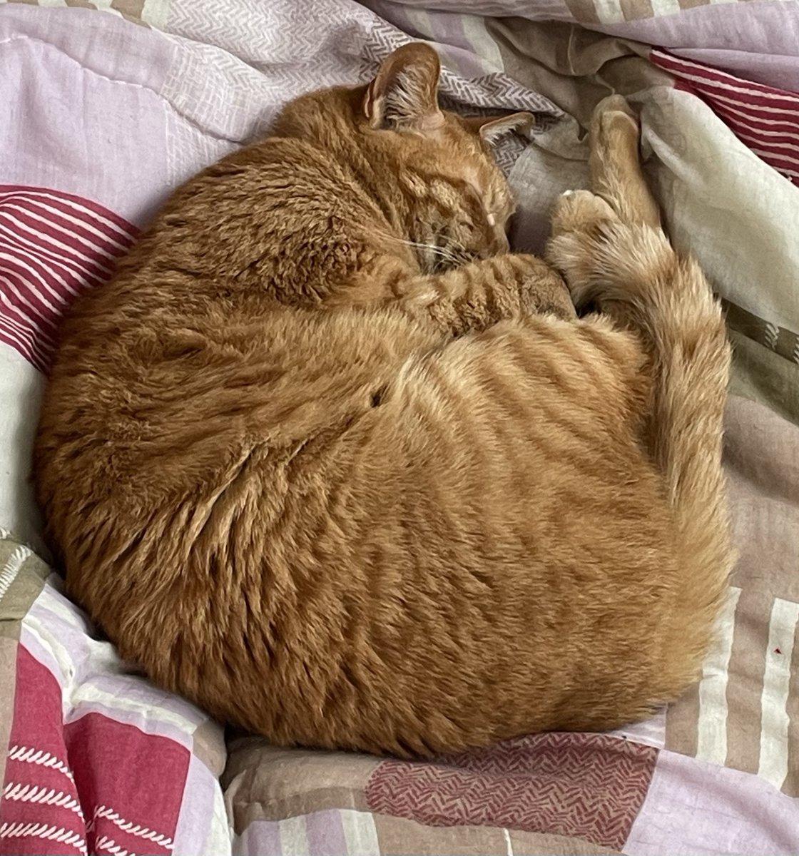 昨日の猫達の様子🐾😸 熟睡のレオ君🐾💤