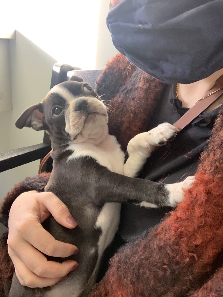 MollyCavalieri's tweet photo. A week in review: Cute new friend. He thick. He crazy. He meatball. https://t.co/593c96CIeI