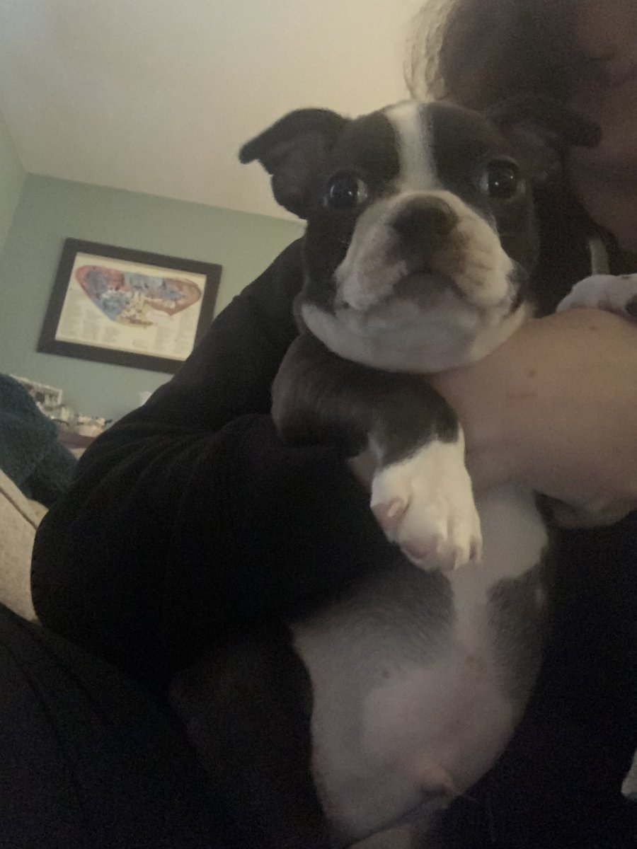 MollyCavalieri's tweet photo. A week in review: Cute new friend. He thick. He crazy. He meatball. https://t.co/593c96CIeI