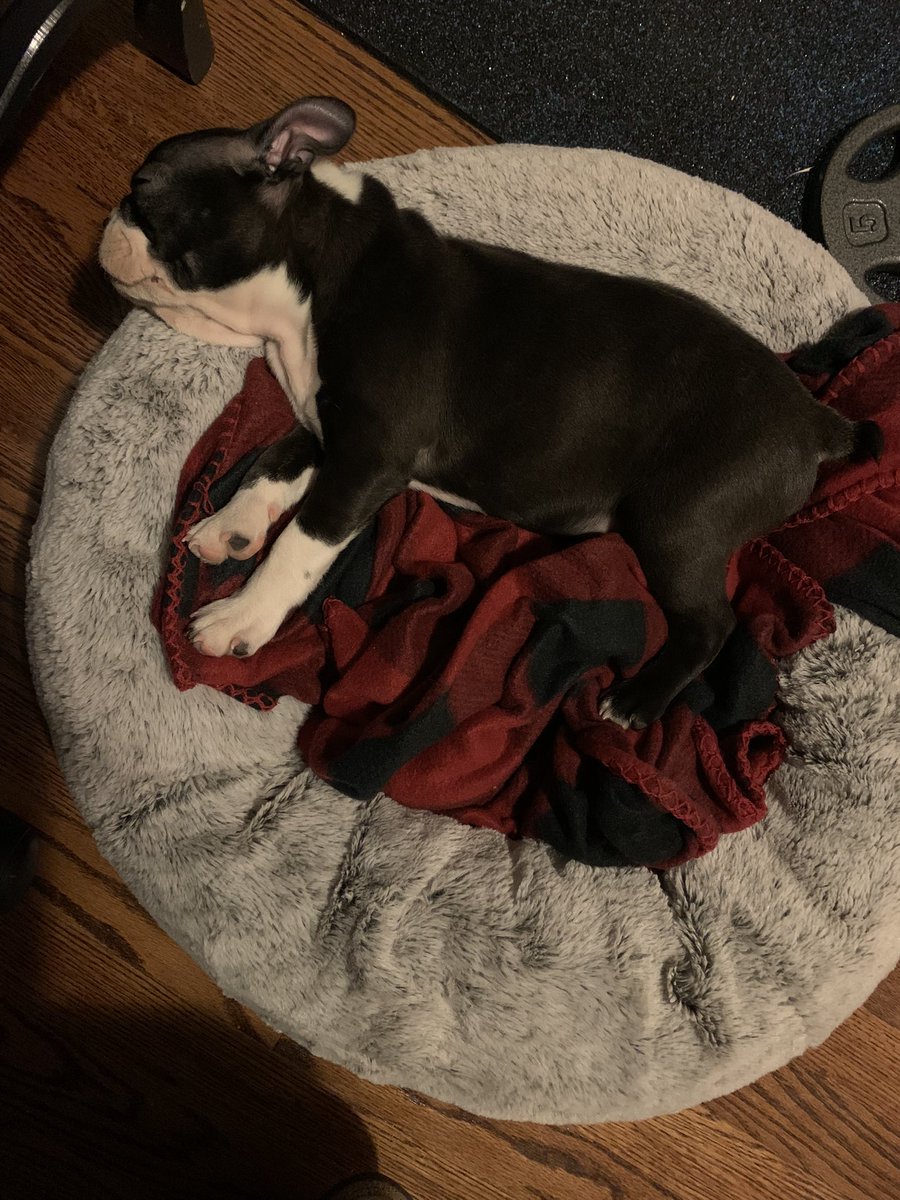 MollyCavalieri's tweet photo. A week in review: Cute new friend. He thick. He crazy. He meatball. https://t.co/593c96CIeI