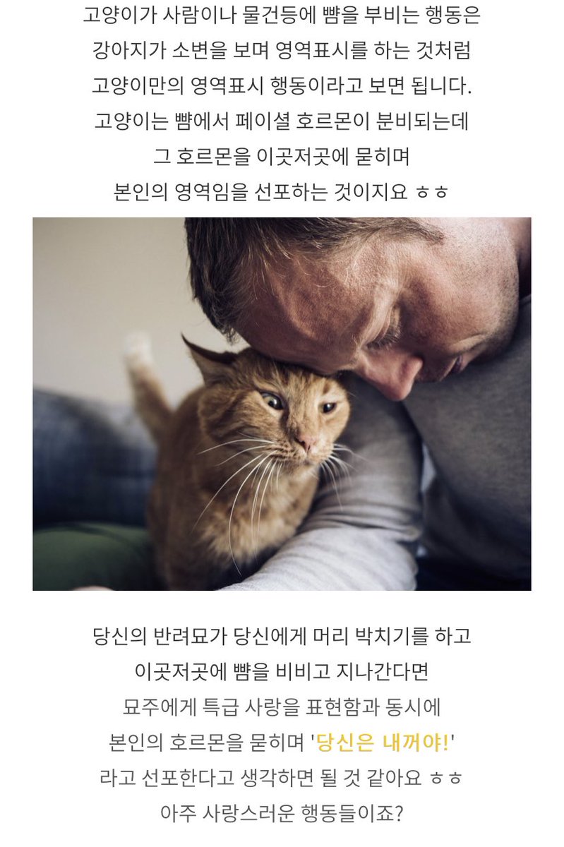 고양이 박치기