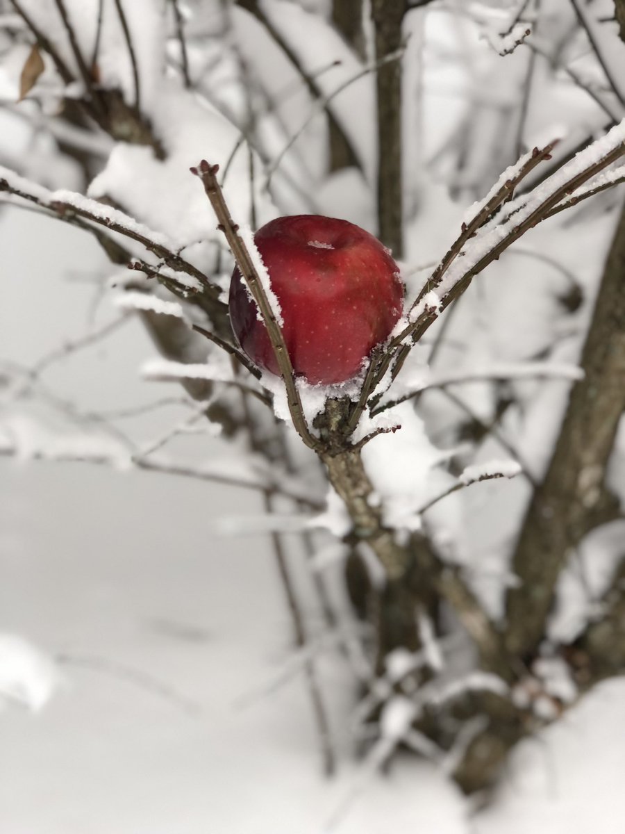 I like thinking outside the box when it comes to taking photography!! #Winter #Fantasyinspired #Winterwonderland #Snowvibes #Snowwhite 💋🍎❤️❤️