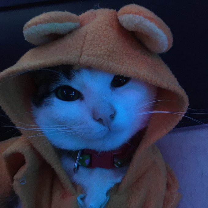 Mi michioso ❤️ https://t.co/37kBGfrBku