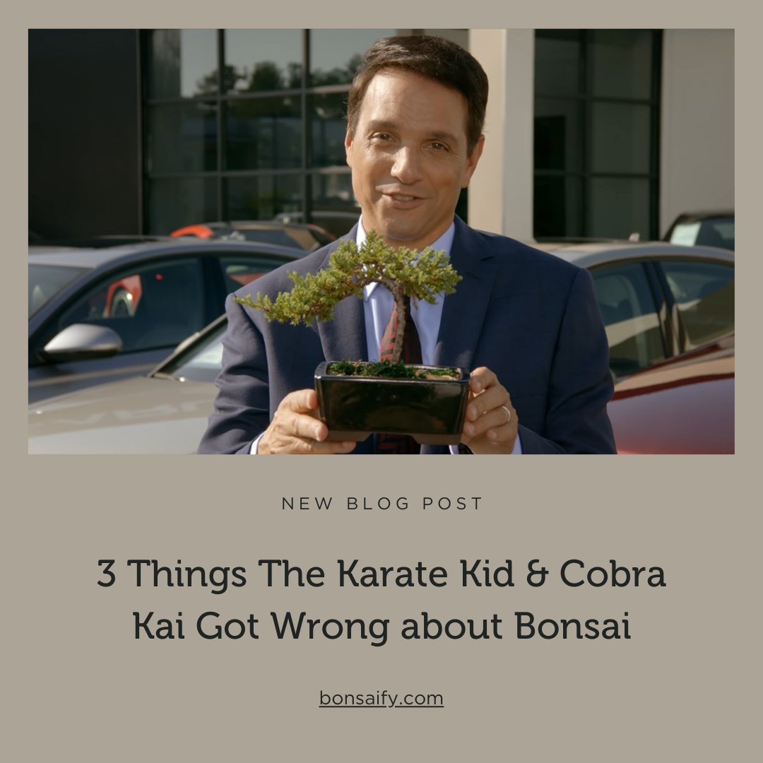 Bonsaify tweet media