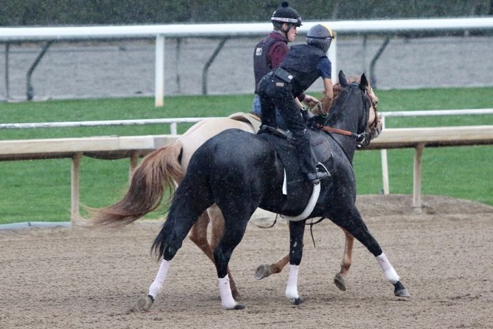 SarahHorsegirl's tweet image. My girl Micro Share ( Upstart- Whosbeeninmybed) working out on the Santa Anita track today #MyGirl #MicroShare #MyRaceHorse