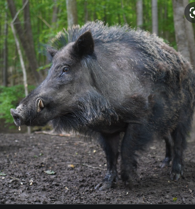keithrichburg's tweet photo. Which of the following is not being culled in Hong Kong? https://t.co/ZNTOuwy7mO