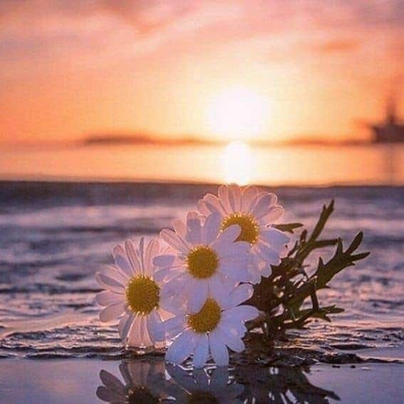 يقول أحد الحكماء..🧡
الحياة قد تتعثر ولكن لا تتوقف،،
الأمل قد يقل ولكن لا يموت أبدا،،
الفرص قد تضيع ولكنها لا تنتهي،،
#صباحيات_lلشتاء #صباح_الخير