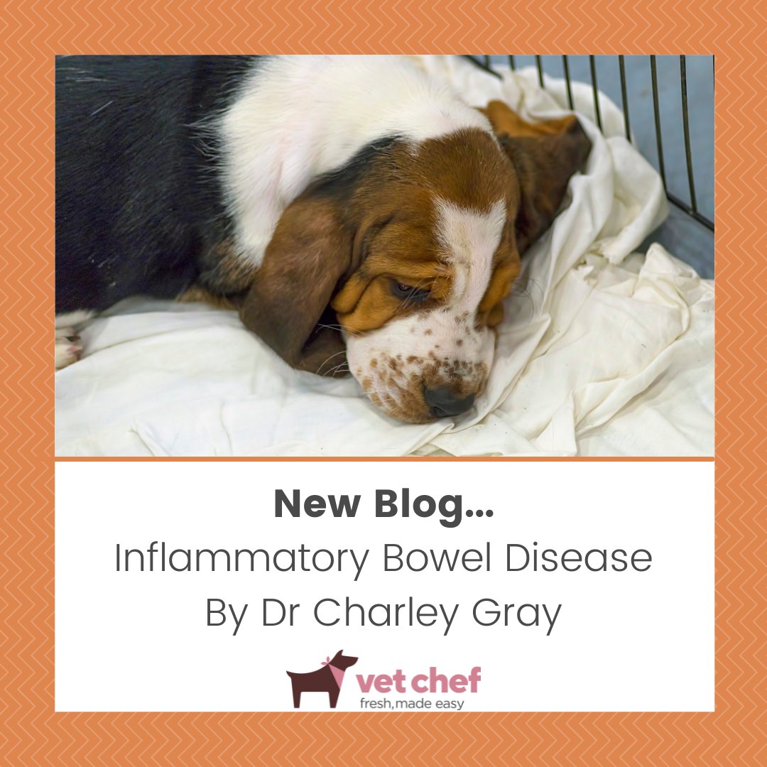 VetChef's tweet photo. Are you wanting to find out more about IBD and what to look out for? Click the link below, to read this enlightening blog written by Dr Charley Gray.

Link - https://t.co/a30N3sm9qe https://t.co/CpfLeiGpIA