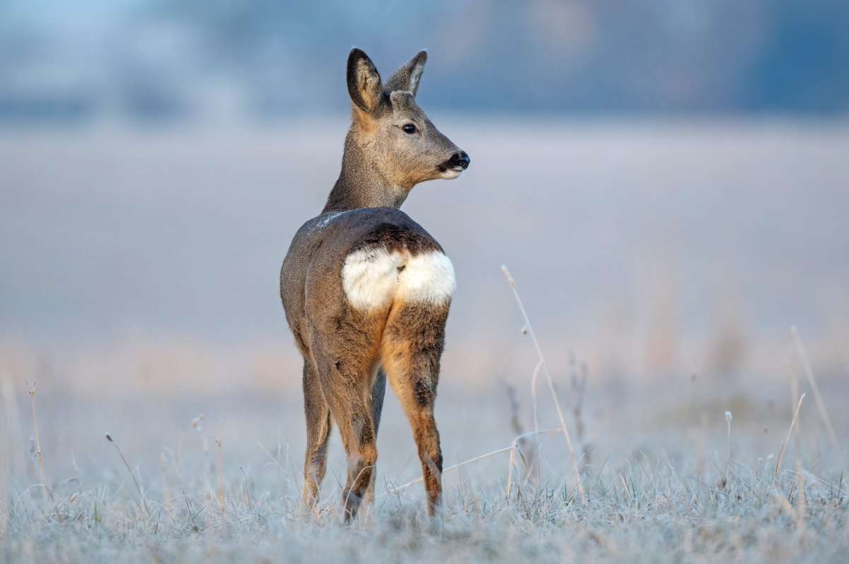 BritishDeerSoc's tweet photo. Are you interested in completing your DSC1? We have spaces available on our course at Hartland Parish Hall. The course runs from April 21st - April 23rd.
Book your place: https://t.co/7jl1HKdNim
#DSC1 #deer #stalking #trainingtuesday #hunting #wildlife #nature https://t.co/GhMzR4wPqb