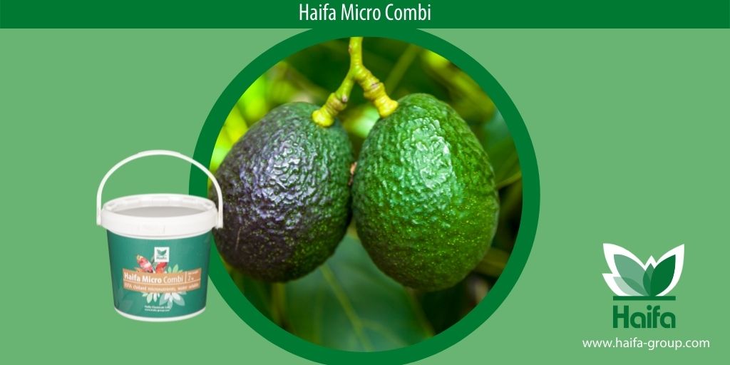 Haifa_SEE's tweet photo. Haifa Micro Combi
Complete supply of nutrients for a proper supply of the trees with elements needed in the next growing season.
#Haifa #MicroCombi https://t.co/QbD9vuo1O2