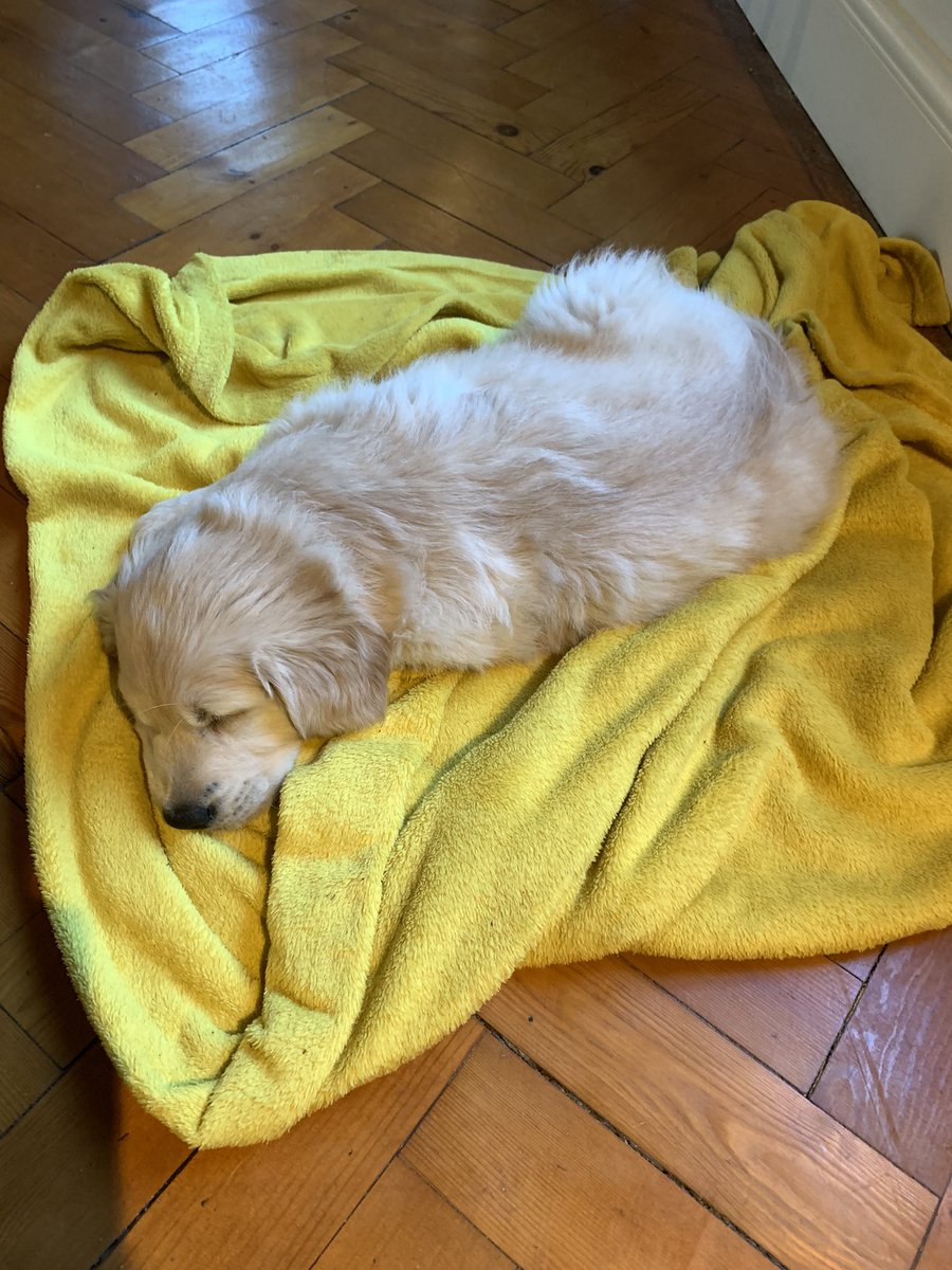 Long may it last. #newpuppy