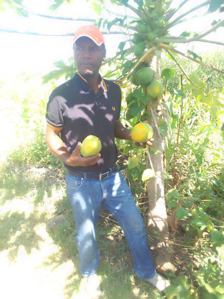 GathariSam's tweet photo. ๐ฒ๐Truely ebracing agroforestry,apart from providing you with sheer joy of picking out fresh fruit without stepping out of your home.. fruit trees can also contribute to a healthy ecosystem,fruit trees produce fresh oxygen giving you and your family clean air to breath,#GoFruits https://t.co/eTLHIXQpzF