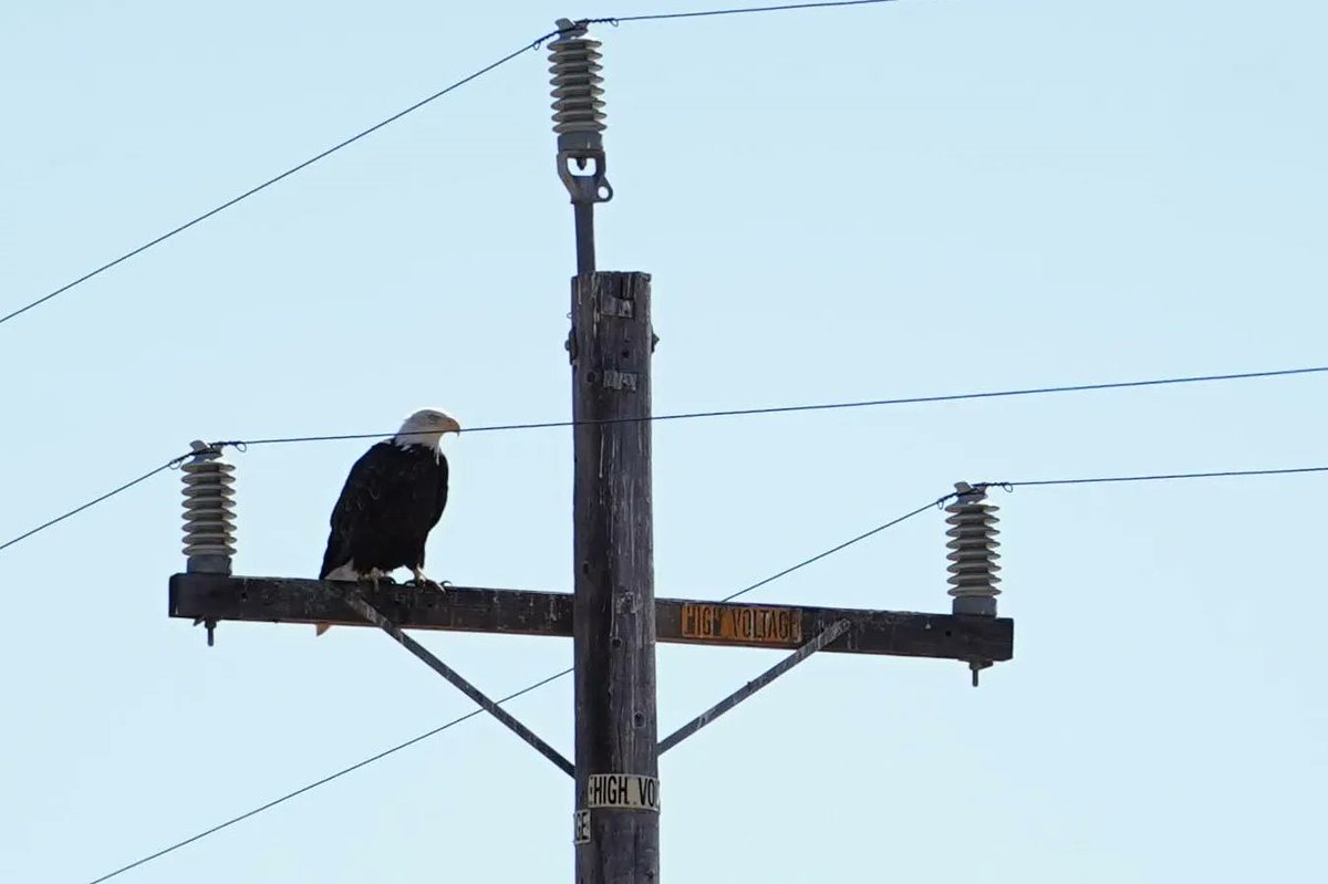 Phil Buchan - Cyberhawk - Drones (@cyberhawk_phil) on Twitter photo Danger! High Voltage! A <a href="/TheCyberhawk/">Cyberhawk™</a> powerline inspection team in the US capture a shot of this Bald Eagle while inspecting electricity poles.
#drones #drone #UAV #UAS #Cyberhawk #unmanned #powergrid #highvoltage #electricity #USA Danger! High Voltage! A <a href="/TheCyberhawk/">Cyberhawk™</a> powerline inspection team in the US capture a shot of this Bald Eagle while inspecting electricity poles.
#drones #drone #UAV #UAS #Cyberhawk #unmanned #powergrid #highvoltage #electricity #USA