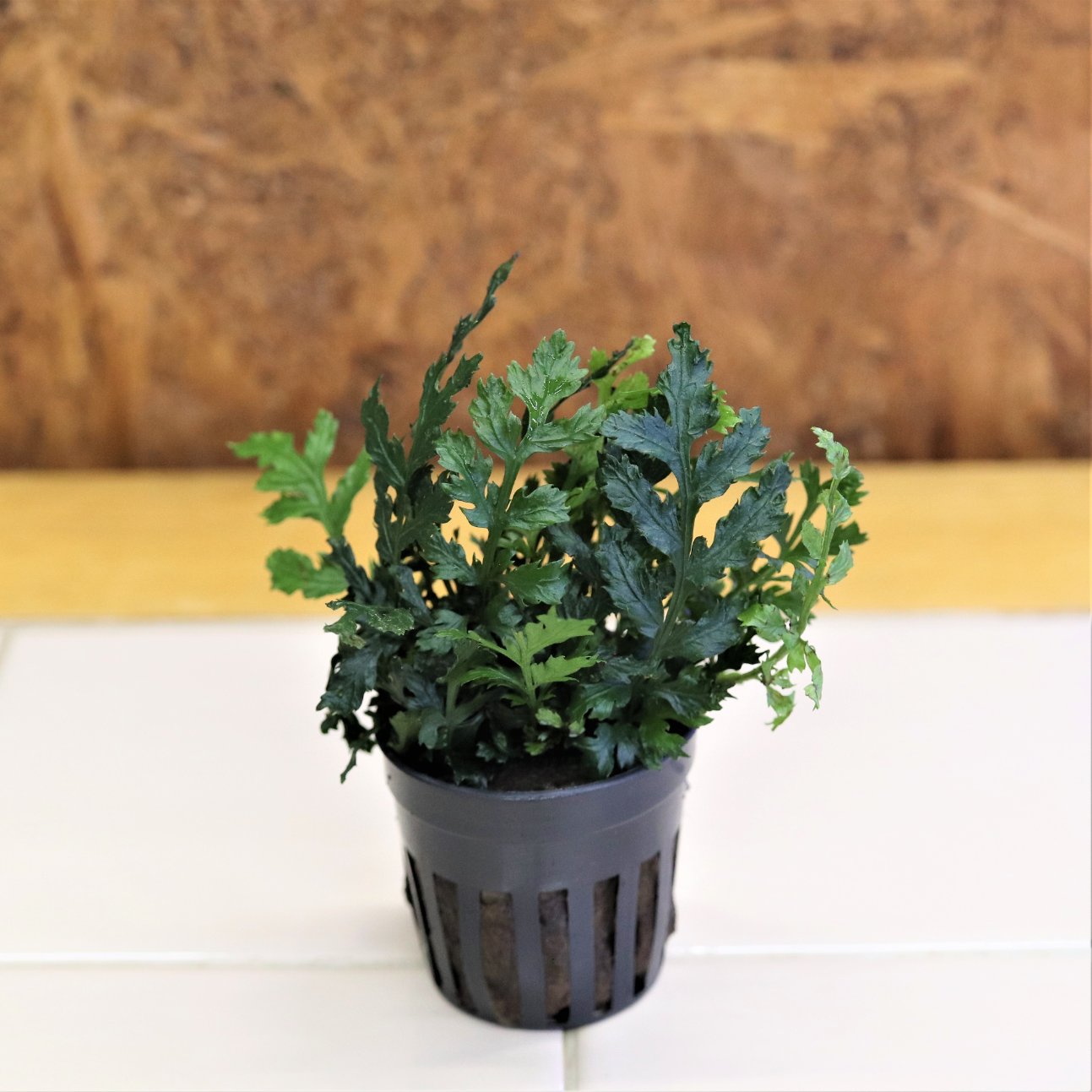 Tweets With Replies By Waterplantslover Waterplantslov1 Twitter