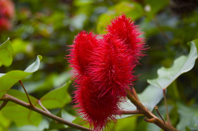 jairosadventur1's tweet photo. Take a day to explore the spice farm in Zanzibar Island, you will explore the various spices of Zanzibar which are used in almost every kitchen on earth, such as cinnamon, cloves, black pepper, garlic, lemongrass,
#spicetourzanzibar #zanzibarisland #zanzibarbeach #spicetour https://t.co/uxNHyO6tcR