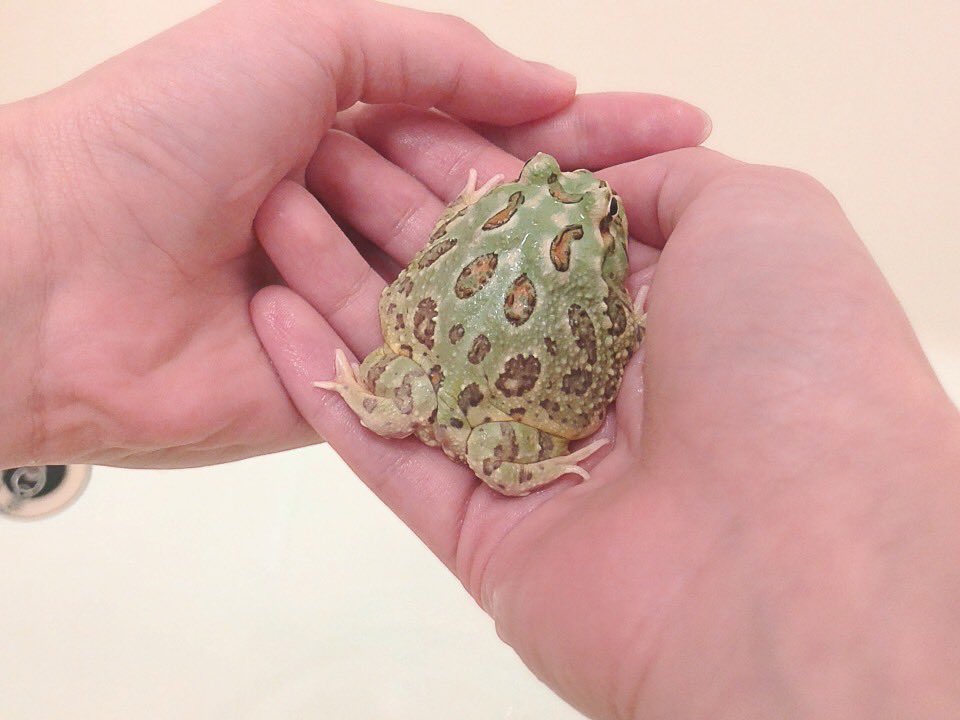 わわ Omochiandboku Twitter