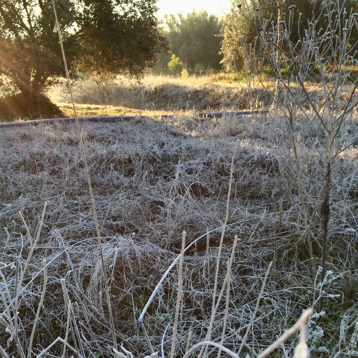 Early morning frost under net these last few days, needing the sun to break through to warm fruit (&amp; feet)…

#oliveharvest #evoo #crete #creteinwinter #brighton #olivegrove #wherefoodcomesfrom