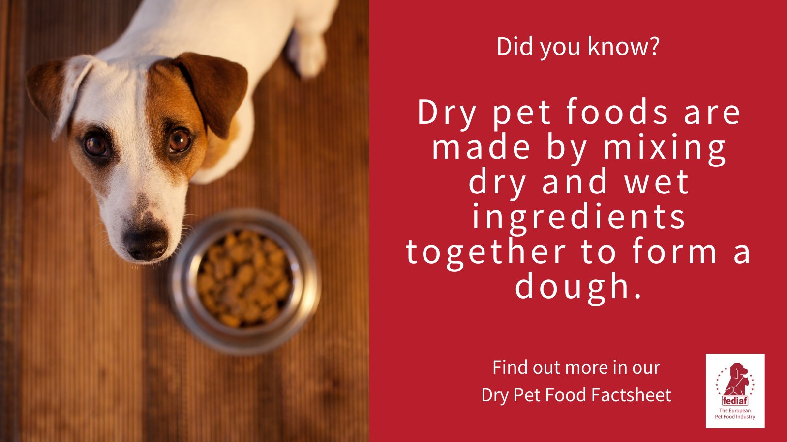 Should I Mix My Puppies Food With Water