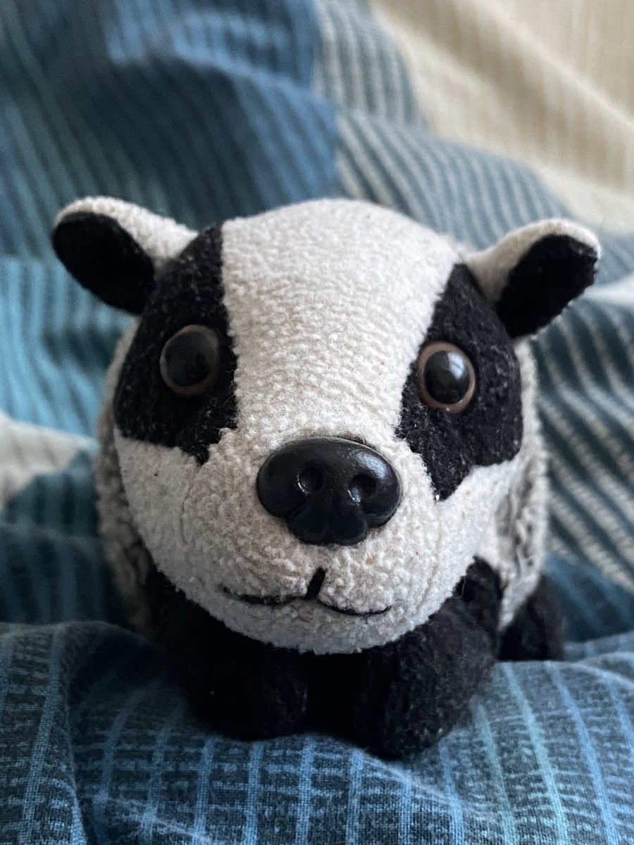 Miss Heligan Badger tweet media