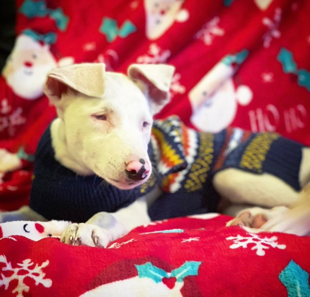 ✨ Christmas pups naming result! ✨                                              

The winning combo of names was….

Candy and Cane!
❤️🤍❤️🤍❤️🤍

Thank you to everyone who voted, donated and  of course to Emma Back for suggesting the winning names!

The pups say ‘woof!’ 🐾❤️✨