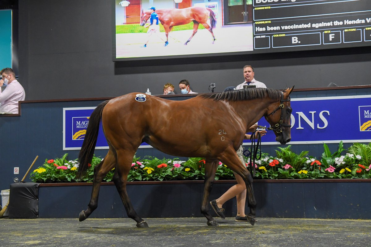 BestBloodstock's tweet photo. They don't make fillies much better than this..
Lot 376 our Merchant Navy x Pittsburgh Flyer filly from @CoolmoreAus in the ring last week at the @mmsnippets GC Yearling sale.
Over the moon to have her under our growing @BestBloodstock portfollio of thoroughbreds. https://t.co/CSQPDXGsBJ
