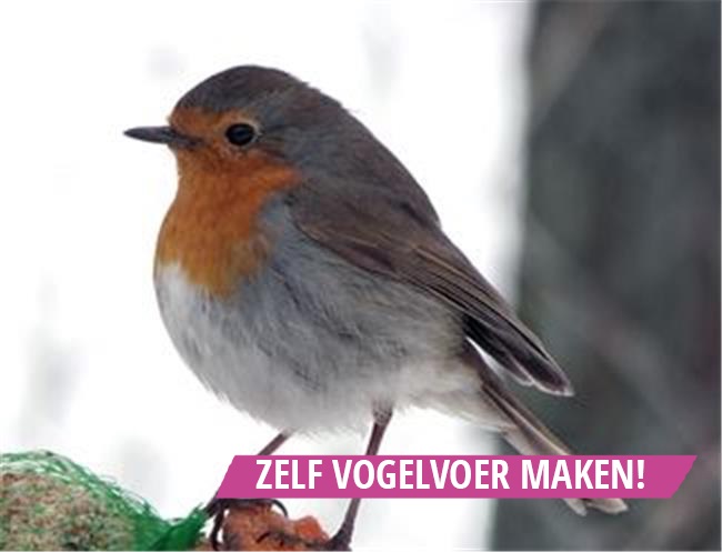 Nu het #weer flink#kouder wordt is het leuk om samen met de kinderen zelf #vogelvoer te #maken. Vrij eenvoudig om te doen en hartstikke leuk! bit.ly/diyvogelvoer