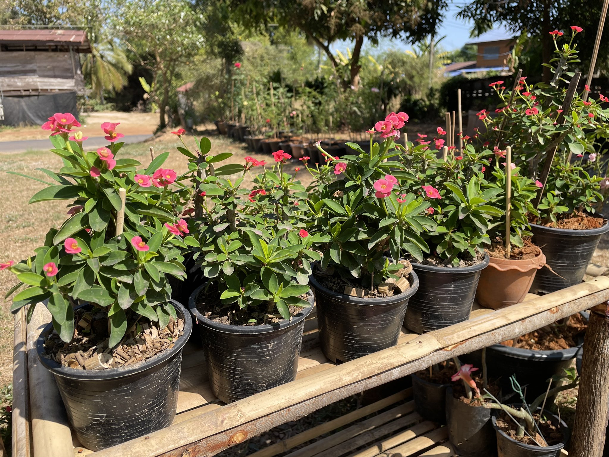 ต้นไม้มงคล