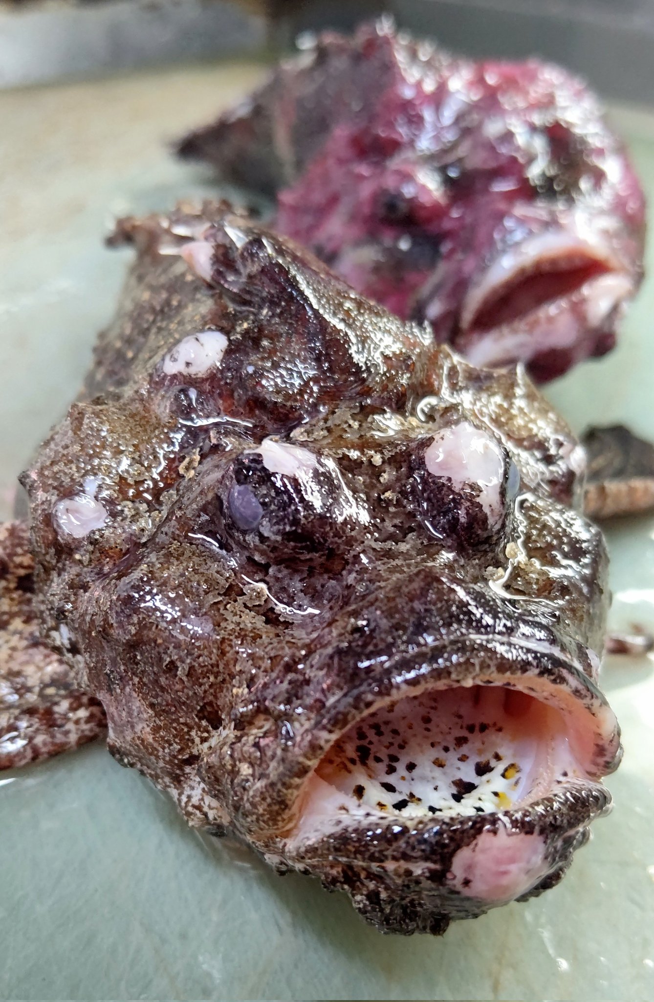 おこぜ刺 Twitter Search Twitter