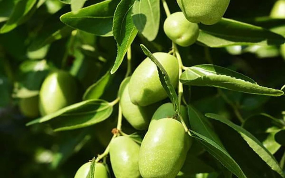 شجرة الجوجوبا 

شجرة فوائدها افضل من البترول تسمى بالذهب الاخضر. تتحمل الحراره والبروده الشديده  والمياه المالح. شجره معمره يطلعون منها زيت يستخدم للطائرات ووقود حيوي و مستحضرات طبية 

مصر قاعده تزرع بالملايين واحنا ربعنا نايمين. 

اسرائيل خذت كل المحصول

youtu.be/ikpxkwfkJEE