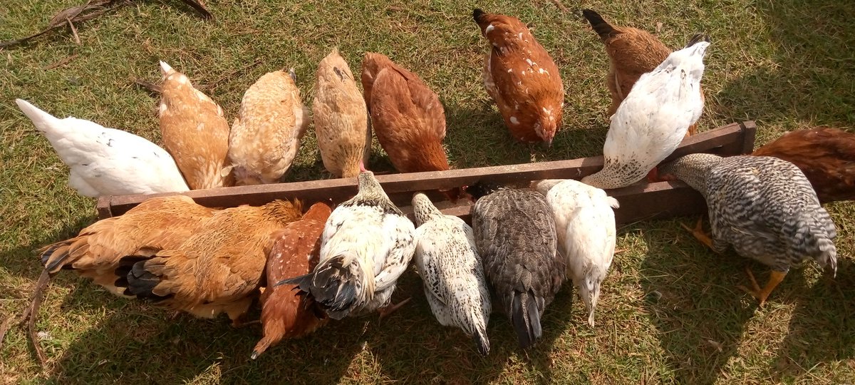 Nandi Poultry Hub tweet media