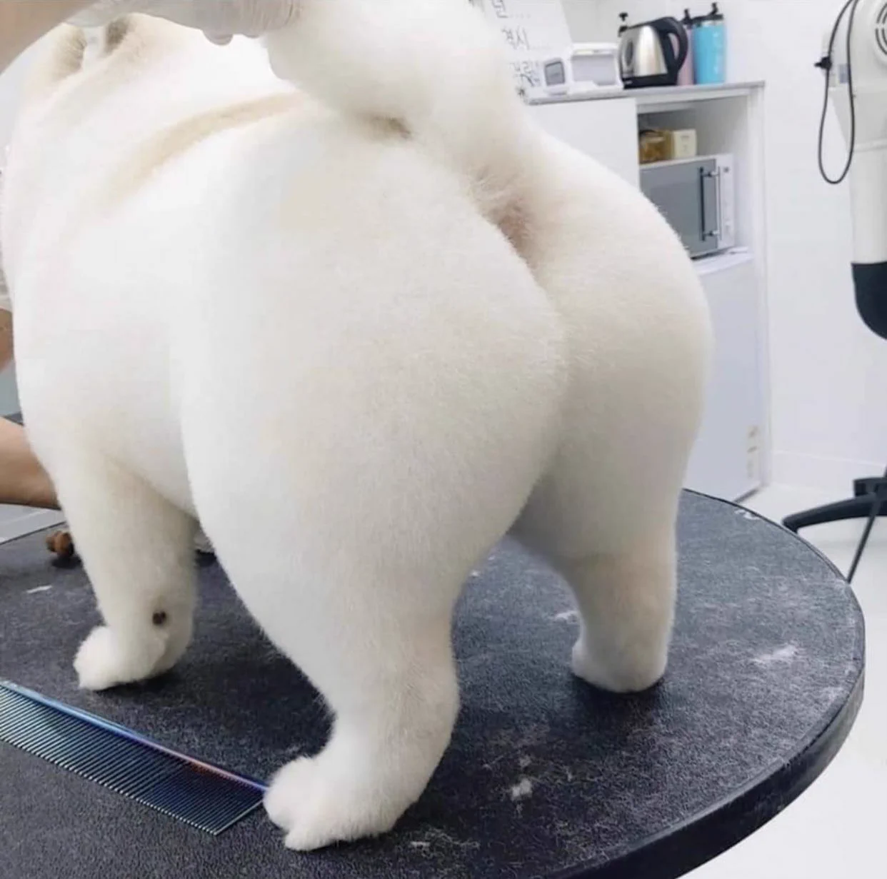 トリミングサロンに通った結果？ツルツルボディを手に入れた犬！